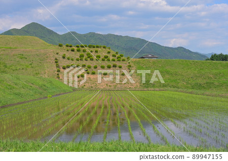 Rice paddy at the time of rice planting Rice paddy at the time of rice planting 89947155