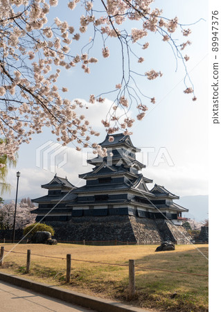 Cherry blossoms at Matsumoto castle 89947376
