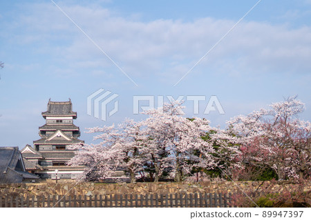 松本城堡的櫻花 松本城堡的櫻花 89947397