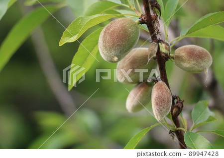 杏仁的果實 89947428