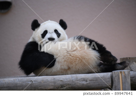Mofumofu child panda relaxing on the wooden deck 89947641