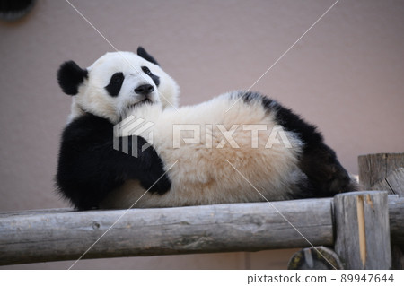 Mofumofu 兒童熊貓在木甲板上放鬆 89947644