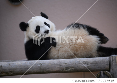 Mofumofu child panda relaxing on the wooden deck Mofumofu child panda relaxing on the wooden deck 89947646