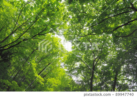 May Ome 240 Fresh Green Forest / Rock Garden Mt. Mitake May Ome 240 Fresh Green Forest / Rock Garden Mt. Mitake 89947740