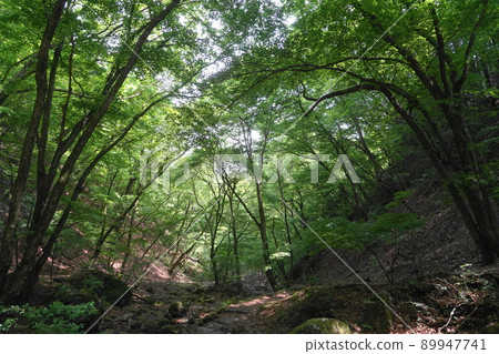 May Ome 241 Fresh Green Forest / Rock Garden Mt. Mitake May Ome 241 Fresh Green Forest / Rock Garden Mt. Mitake 89947741
