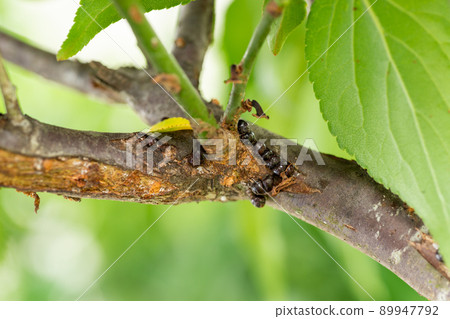 Scale insect on plum branch Scale insect on plum branch 89947792
