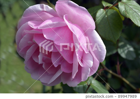 Cute pink roses. Flower, rose image material. in May 89947989