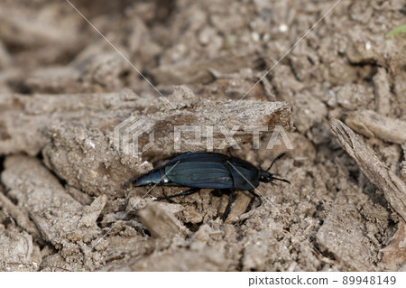 Surface wandering beetle Carrion beetle 89948149