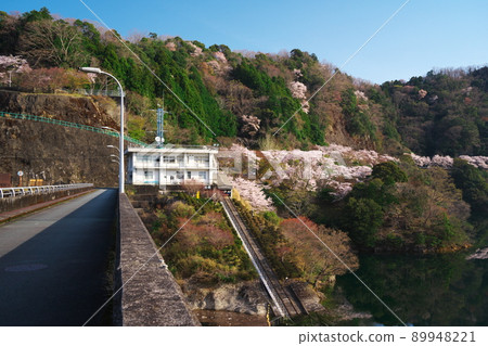 Kimigano dam lake and management building in full bloom 89948221