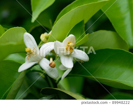 Citrus scent, Natsumikan flower 89948222