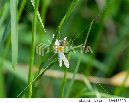 Oxyopes serta狩獵 89948223