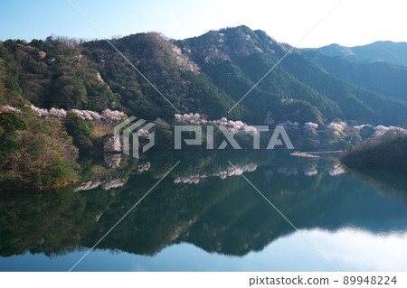 鏡面櫻花盛開的君野水壩湖 鏡面櫻花盛開的君野水壩湖 89948224