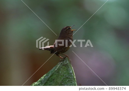 << 野鳥 >> 鷦鷯 89948374