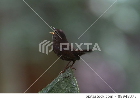 << 野鳥 >> 鷦鷯 89948375