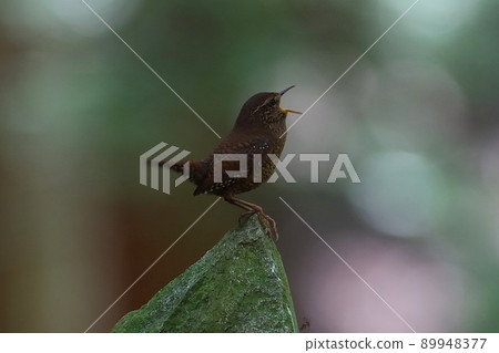 << 野鳥 >> 鷦鷯 << 野鳥 >> 鷦鷯 89948377