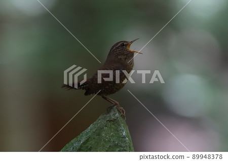 << 野鳥 >> 鷦鷯 << 野鳥 >> 鷦鷯 89948378