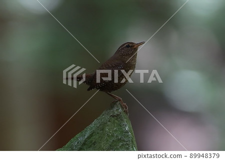 << Wild Bird >> Wren 89948379