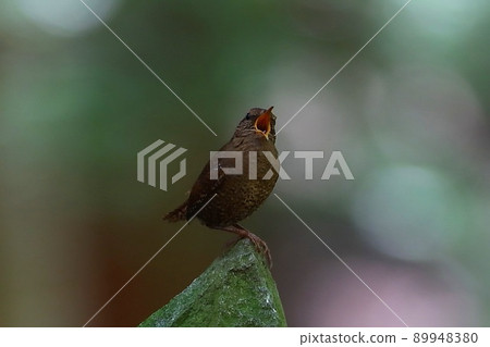 << Wild Bird >> Wren << Wild Bird >> Wren 89948380