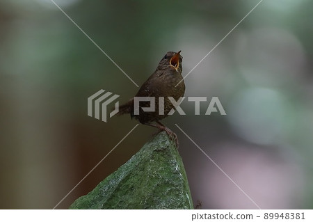 << 野鳥 >> 鷦鷯 89948381