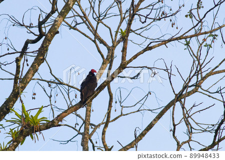 A red bald-headed turkey vulture that stops on a tall tree branch and looks into the distance A red bald-headed turkey vulture that stops on a tall tree branch and looks into the distance 89948433