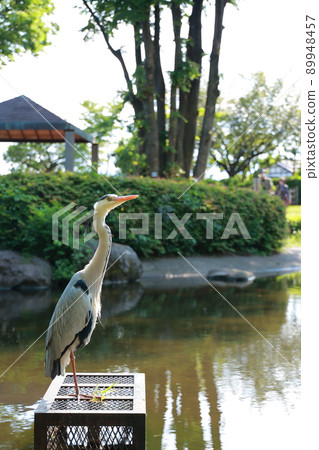 站在公園池塘里的灰鷺 89948457