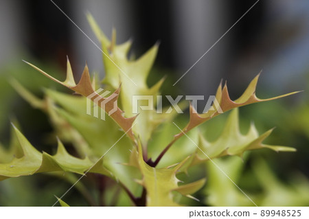 Hiiragi sprout Hiiragi sprout 89948525