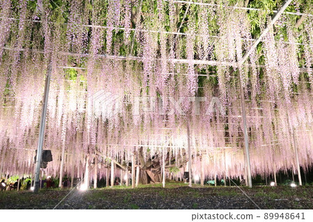 Ashikaga is a flower park wisteria flower 89948641