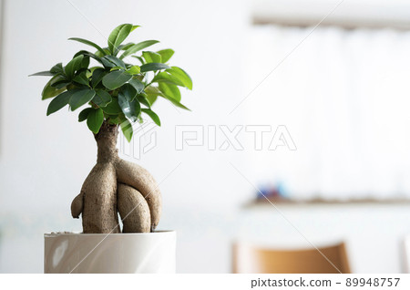 榕 榕 89948757