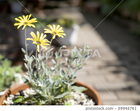Yellow flowers of Arctotis'Bumblebee'planted in pots 89948761