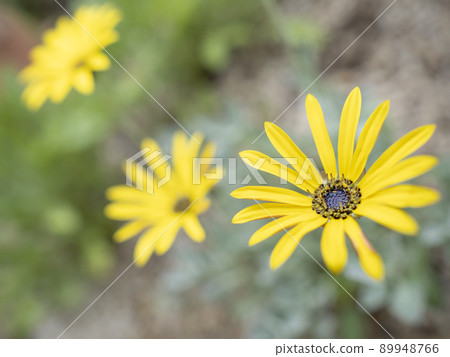 Yellow flowers of Arctotis'Bumblebee' 89948766