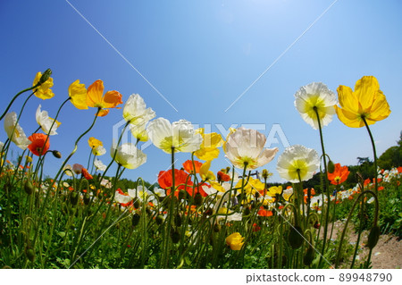 罌粟 3895 89948790