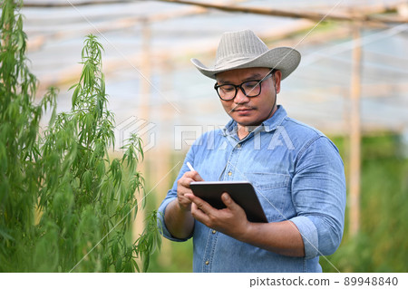 Smart farmer using digital tablet and checking cannabis plants in greenhouse. Alternative herbal medicine, health, hemp industry concept 89948840
