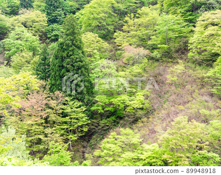 初夏美景，尚淺春山村 89948918