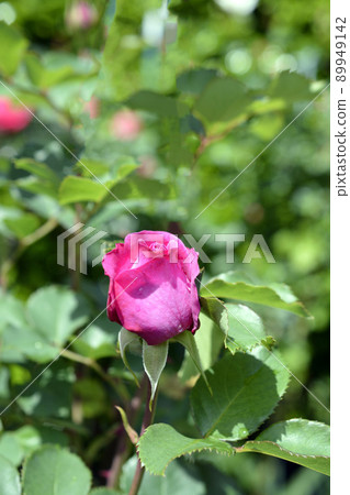 芬芳的粉紅玫瑰開始綻放,玫瑰,清新的綠色,光,鮮花,家庭園藝,背景圖片素材,五月 89949142
