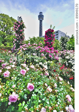 山下公園的玫瑰園 山下公園的玫瑰園 89949170