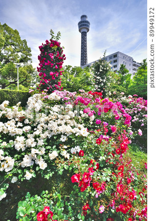 山下公園的玫瑰園 山下公園的玫瑰園 89949172