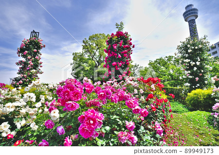 山下公園的玫瑰園 山下公園的玫瑰園 89949173