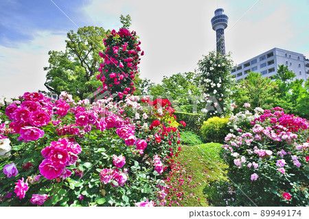 A rose garden at Yamashita Park A rose garden at Yamashita Park 89949174