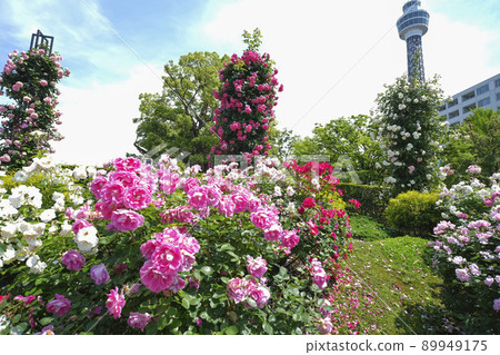 A rose garden at Yamashita Park A rose garden at Yamashita Park 89949175
