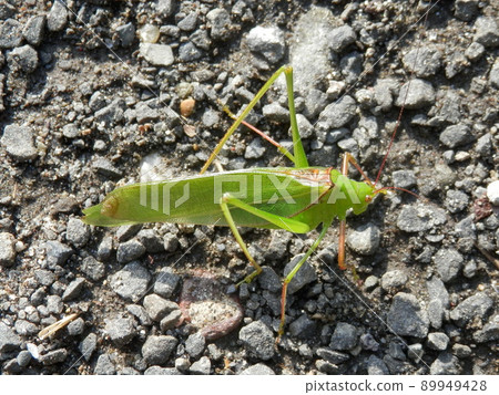 礫石上的“Ducetia japonicum” 89949428