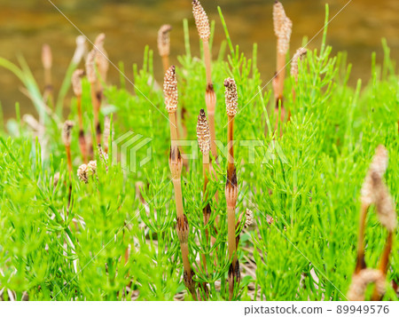 初夏清新的風景，可愛的月神房 89949576