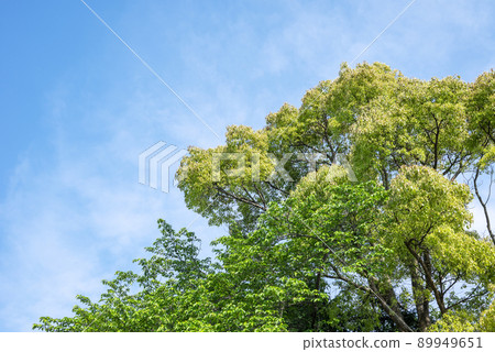 Summer image Early summer Fresh green 89949651