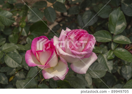玫瑰 89949705