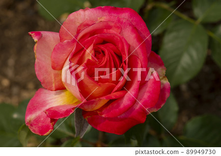 rose 89949730
