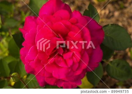 rose rose 89949735