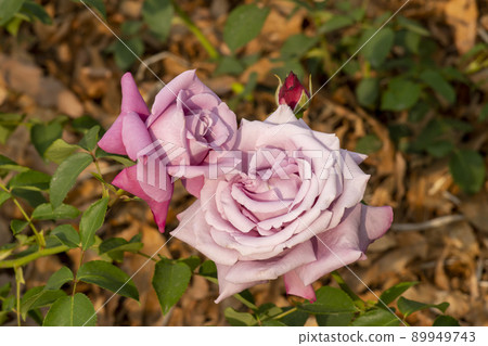 rose 89949743