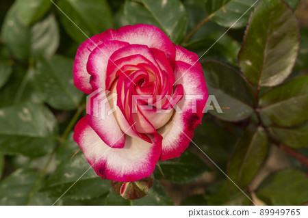 rose rose 89949765