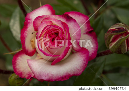 rose 89949784