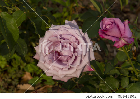 rose rose 89949802