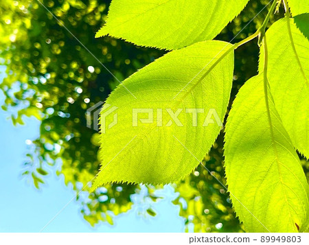 明亮的綠葉在夏日的陽光下閃閃發光 明亮的綠葉在夏日的陽光下閃閃發光 89949803